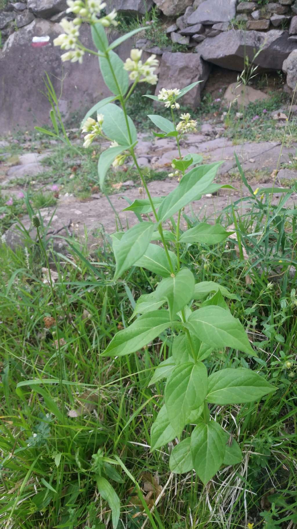 Vincetoxicum hirundinaria (Gentianales - Apocynaceae)